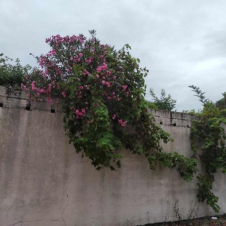 Le Clos Des Coquelicots Toulouse Exteriör bild