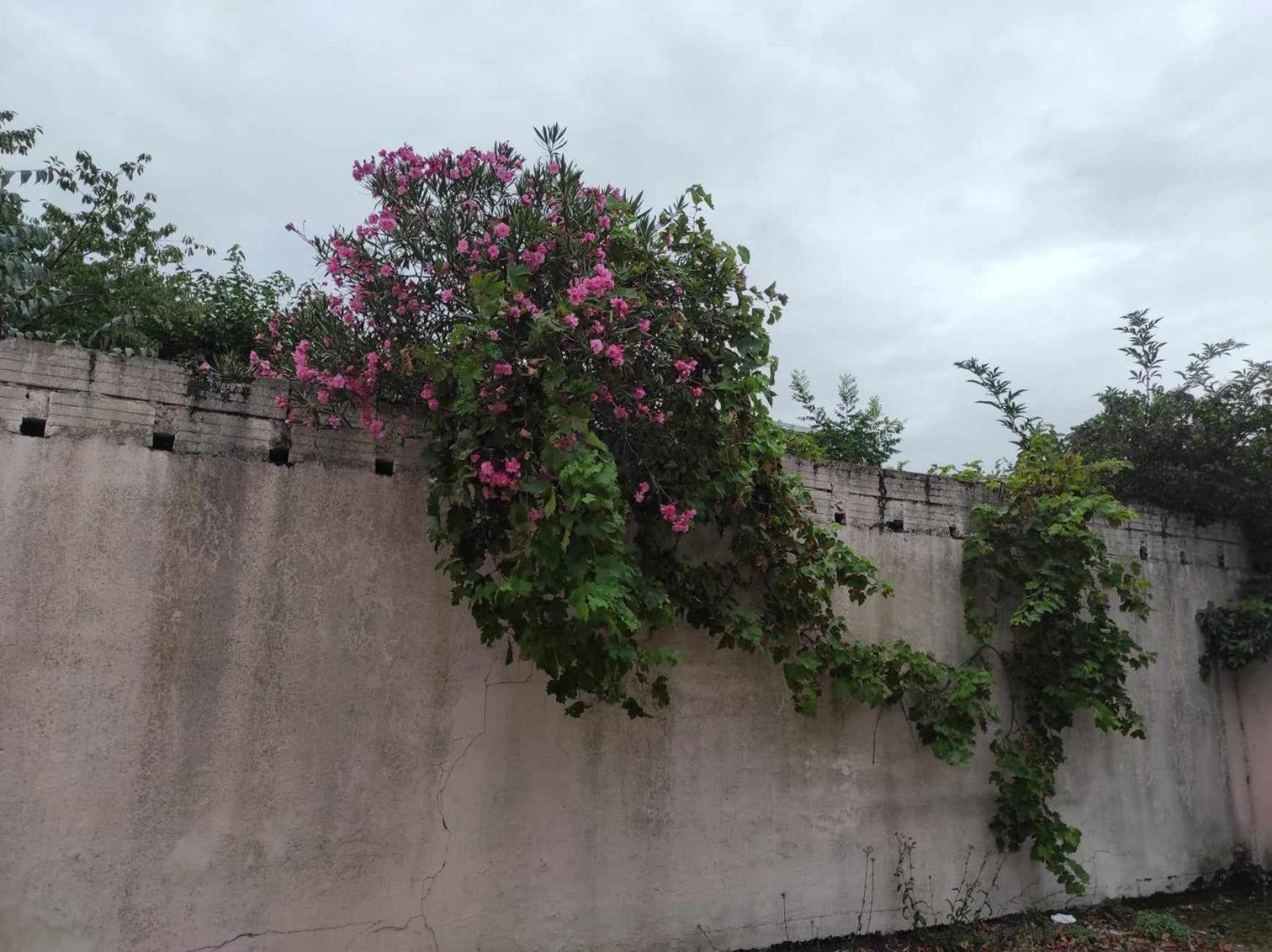 Le Clos Des Coquelicots Toulouse Exteriör bild